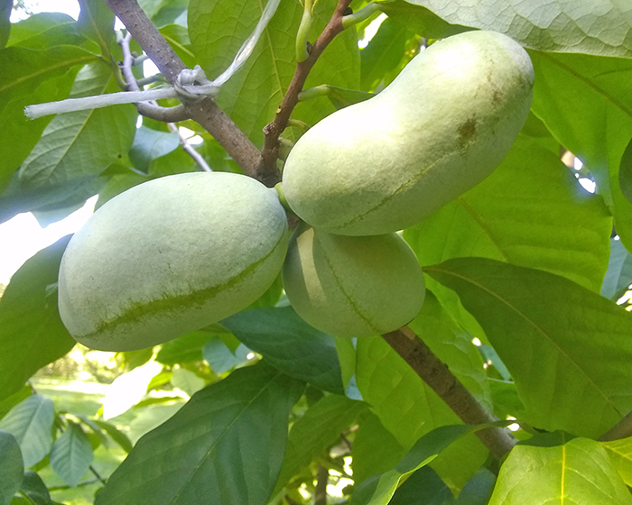 Mid-August pawpaws on the tree. (Tom Houlihan/H-F Chronicle)